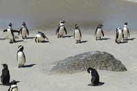 Cape of Good Hope- Chapman’s peak route & Penguins – Cape Town 7