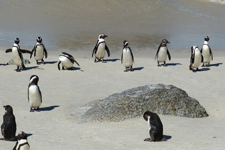 Cape of Good Hope- Chapman’s peak route & Penguins – Cape Town 7