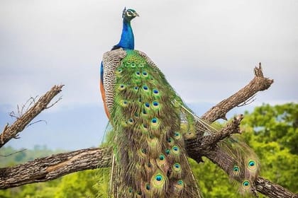 Udawalawe National Park Private Safari