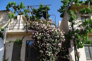 Private Guided Tour to Lasithi Plateau Villages & Olive Oil Mill