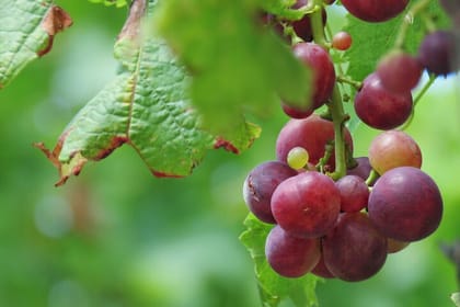 Wine & Cabo Girão Jeep Safari : Unveiling Madeira’s Treasures