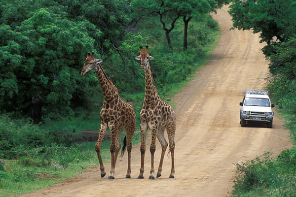 Giraffes and lush greenery in Hluhluwe-iMfolozi Park