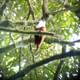 Tree wattled bellbird
