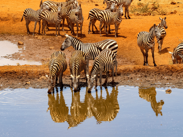 5-Day Safari Adventure in Serengeti National Park, Tanzania