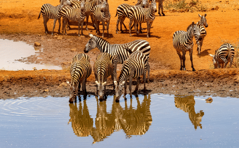 5-Day Safari Adventure in Serengeti National Park, Tanzania