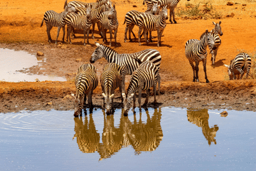 5-Day Safari Adventure in Serengeti National Park, Tanzania