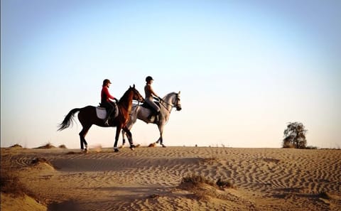 Beach Horse Riding Experience in Hurghada with Transfers