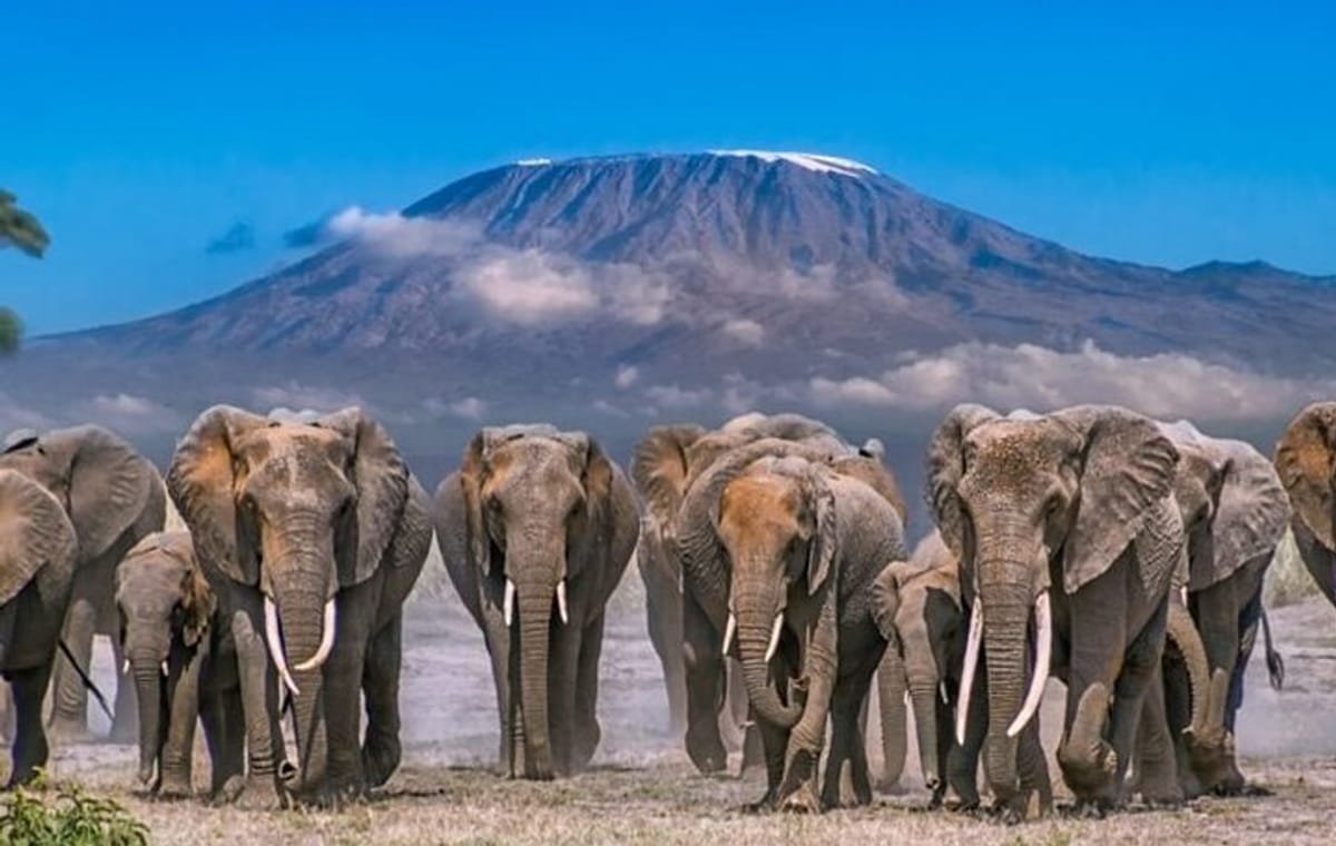 Amboseli National Park Day Tour