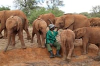 David Sheldrick Elephant Orphanage