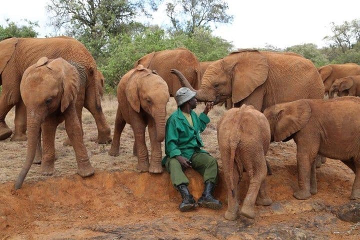 David Sheldrick Elephant Orphanage