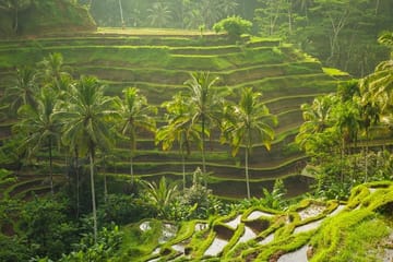 Cleansing Rituals at Tirta Empul Temple in Ubud, Bali