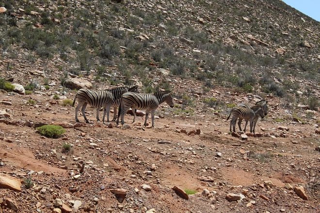A Dazzle of Zebras