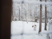 Day tour to Ranua Wildlife Park - Visit the Arctic Animals! 7