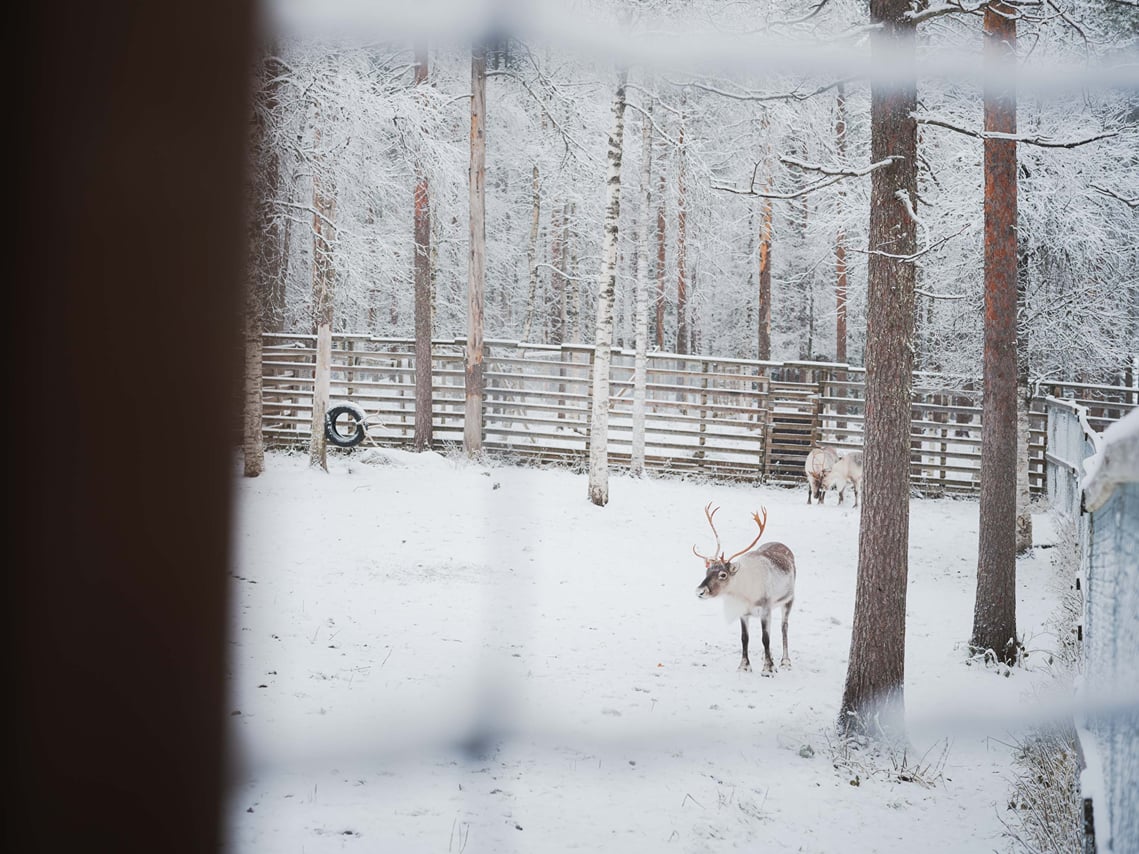 Day tour to Ranua Wildlife Park - Visit the Arctic Animals! 7