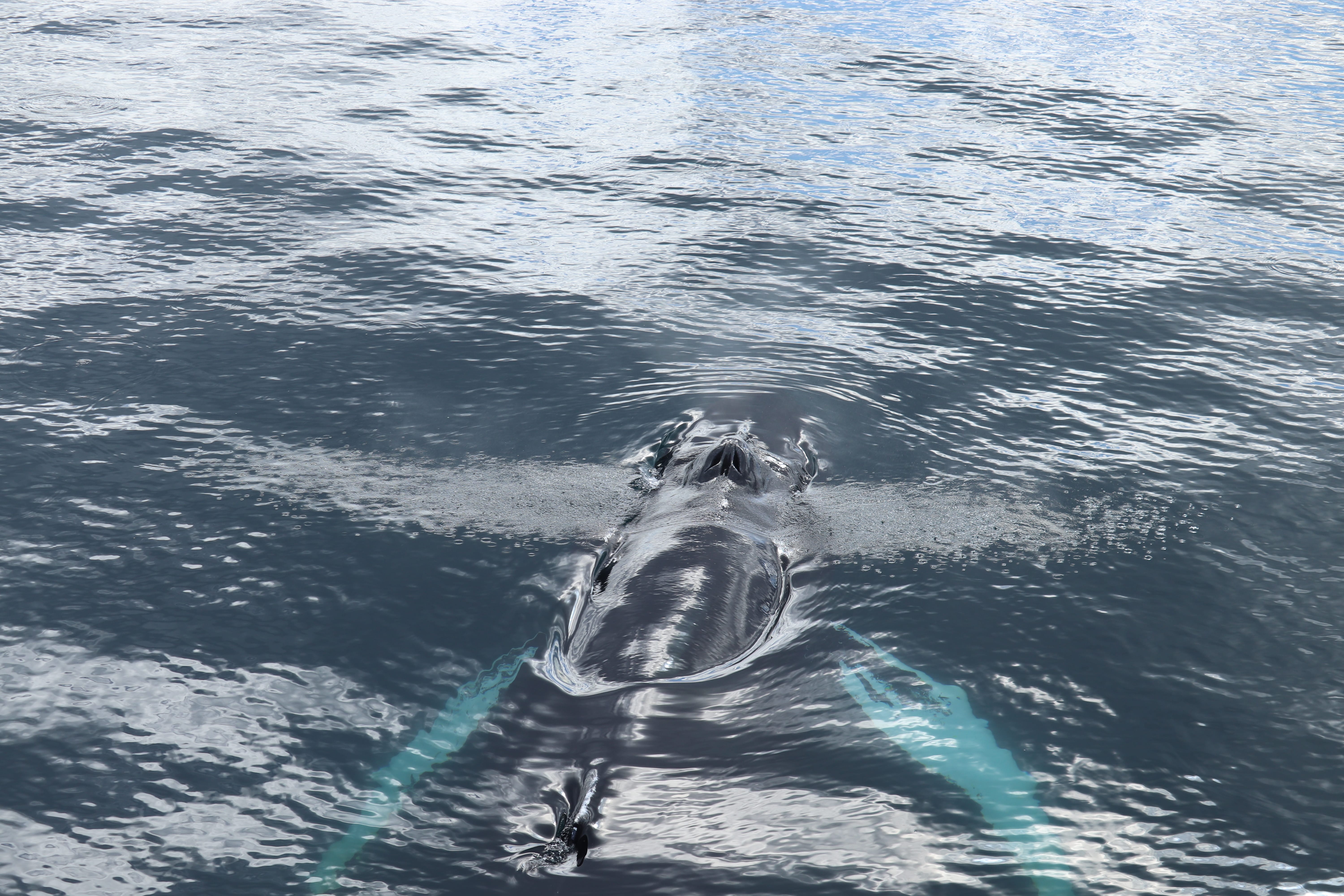 Dolphins swimming near the surface during a whale watching cruise in Iceland