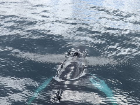Dolphins swimming near the surface during a whale watching cruise in Iceland