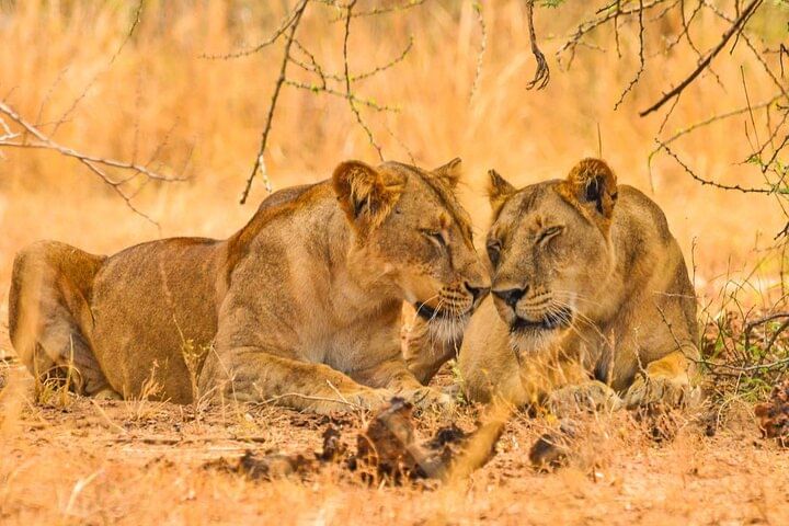 12-Day Super Luxury Wildlife Tour in Entebbe Uganda