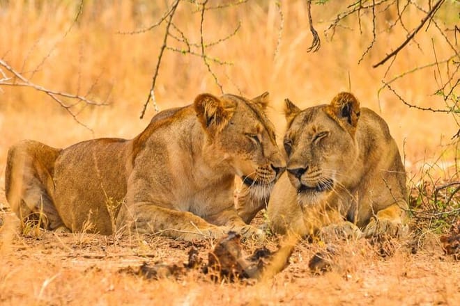 12-Day Super Luxury Wildlife Tour in Entebbe Uganda photo 3