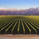 Vineyards in Mendoza