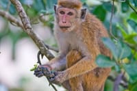 Udawatta Kele Sanctuary Bird Watching and Trekking from Kandy 8