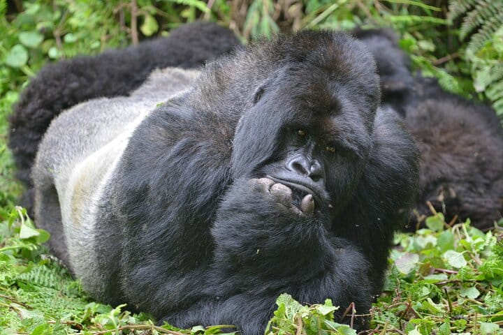 8-Day Private Uganda Safari Tour