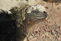 Galapagos Iguana