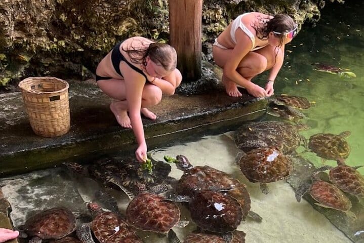 Explore Stone Town and Jozani Forest with Turtles Zanzibar