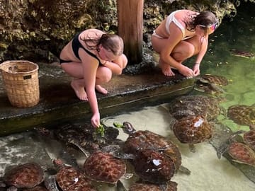 Swim with Sea Turtles in The Lagoons, Zanzibar