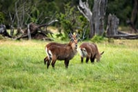 Ol Pejeta Conservancy Day Tour from Nairobi 5