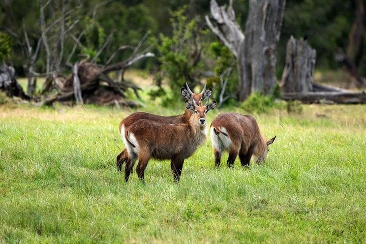 Ol Pejeta Conservancy Day Tour from Nairobi 5