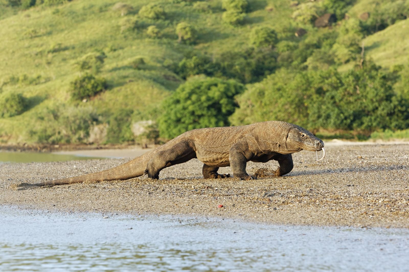 Komodo Dragon at the beaches