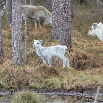A Night in the Pasture with Baby Reindeer & Their Mothers - Image 6