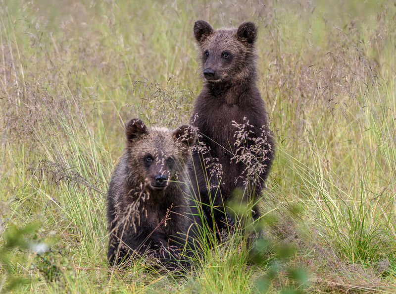 Two bears in the forest in Kuusamo Lapland