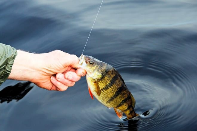 Full-Day Fishing Experience With Barbecue In Santos – Pick-up In Santos 7