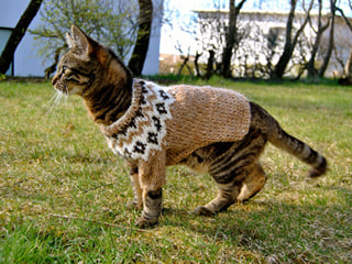 A Cat with a Wool Sweater