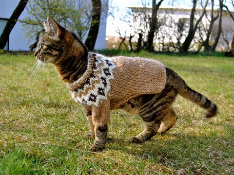 A Cat with a Wool Sweater