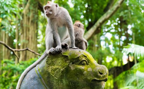 Customized Ubud Tour: Explore 5 Destinations in Bali