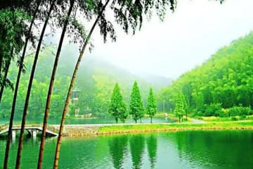 Bamboo Forest Exploration and White Tea Experience from Shanghai