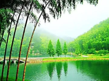 Shanghai: Crouching Tiger Bamboo Forest & White Tea Trip