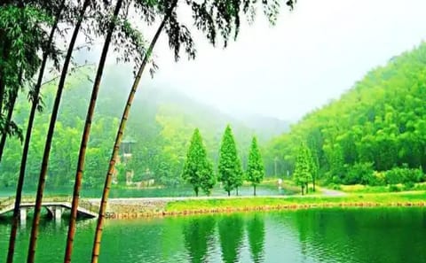 Bamboo Forest Exploration and White Tea Experience from Shanghai