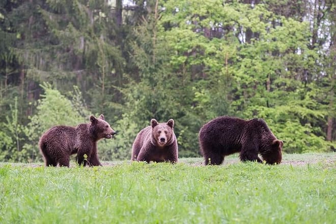 Gourmet tour with horse-drawn carriage & Optional Visit a Wildlife Observatory 7
