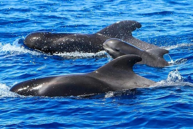 Whale Watching Catamaran in Costa Adeje photo 2