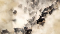 6 Days Wildebeest Migration Kenya Safari 1