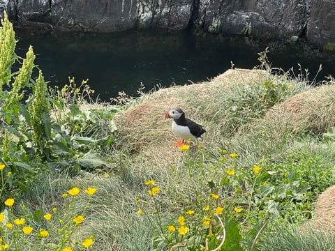 9-Day Iceland Summer Ring Road Adventure, photo 3