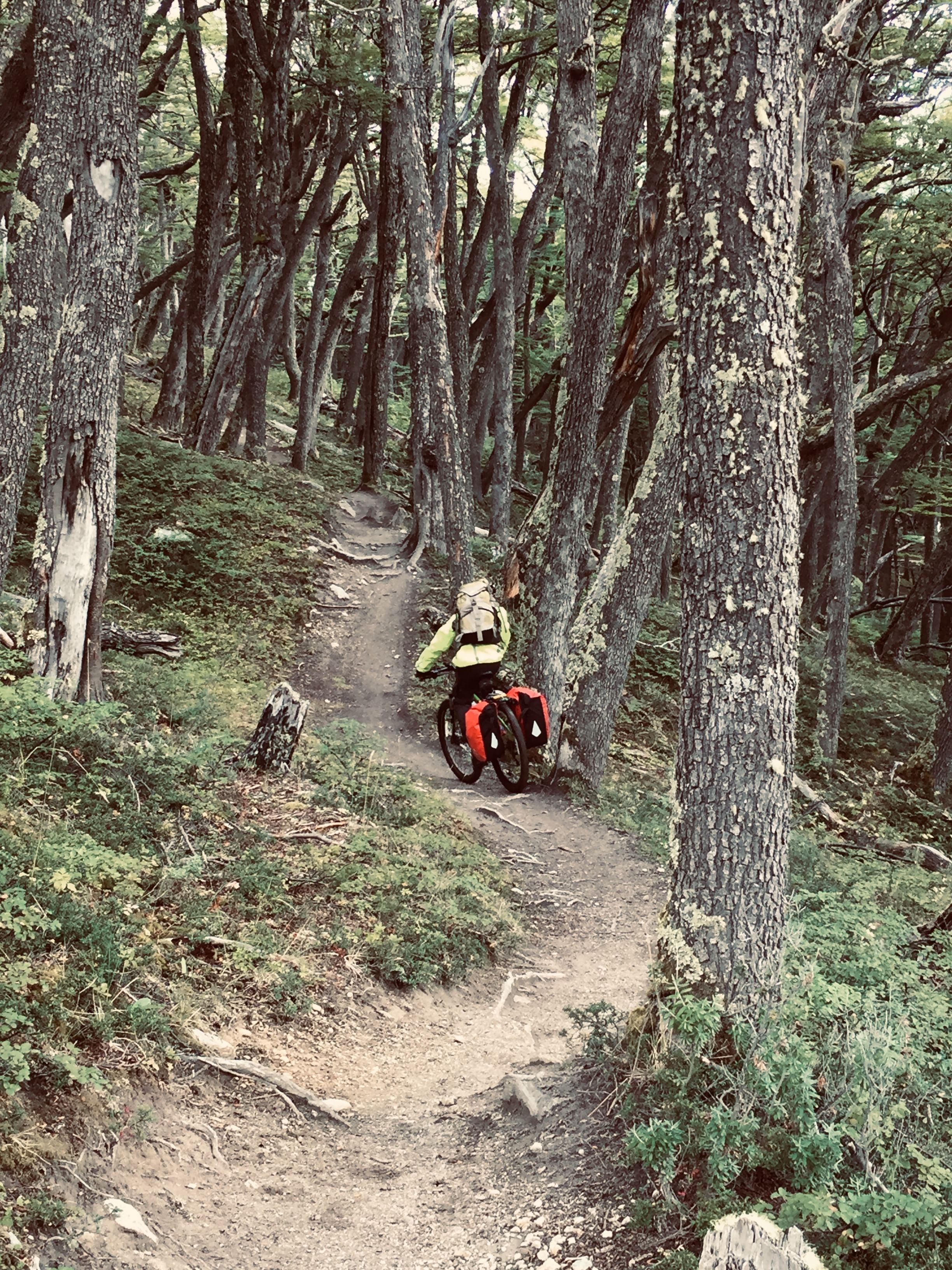 Ciclista pedaleando en el Bosque hacia Lago del Desierto