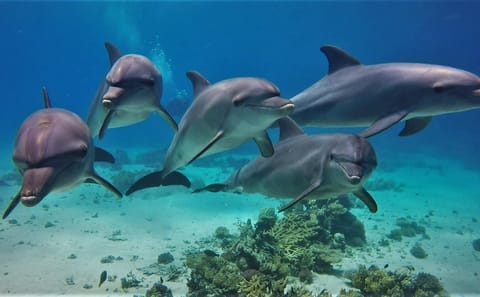 Dolphin Watching Tour in Hurghada, Egypt with Lunch