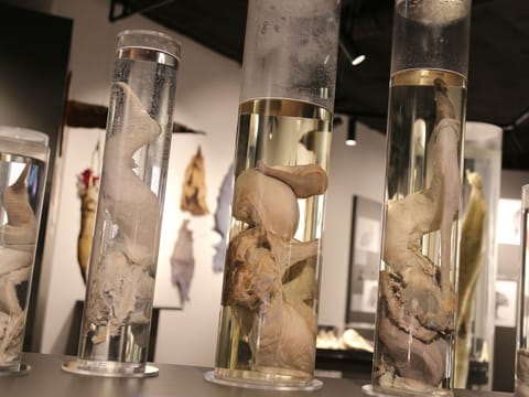 Penis museum