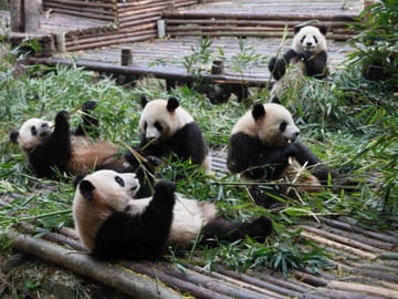 One-Day Chengdu Highlights Tour