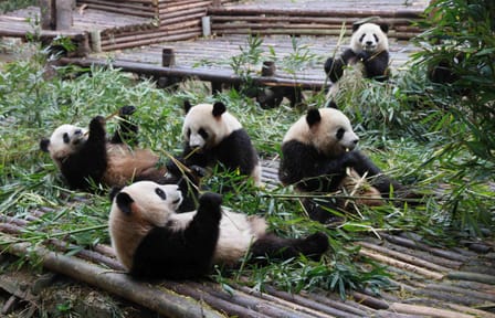 Chengdu City Highlights Tour with Panda Base Visit