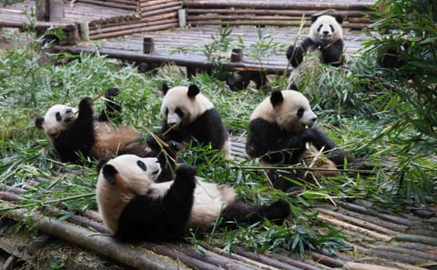 Chengdu City Highlights Tour with Panda Base Visit